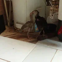جوجه لاری