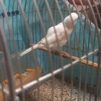 قناری ماده هوش هوش