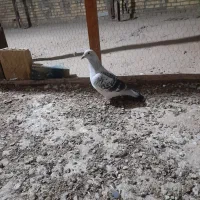 کبوتر|پرنده|اسفراین, |دیوار