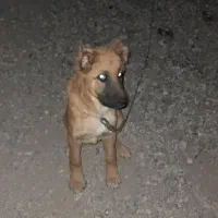 سلام توله ۵ماه مالینیز باهوش