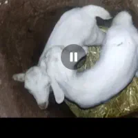 بز سانن اصیل|حیوانات مزرعه|سیمین شهر, |دیوار