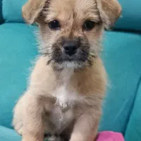 توله تریر عروسکی