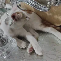گربه مون گم شده|گربه|قم, چهل درخت‎|دیوار