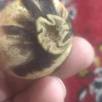 یک عدد مشک اصلی|لوازم جانبی حیوانات|قم, شاه سید علی|دیوار