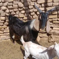کهره نر فروشی