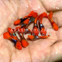 گوپی کوی بالن کوتوله