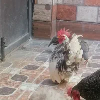 خروس وطاووس|حیوانات مزرعه|بیرجند, |دیوار