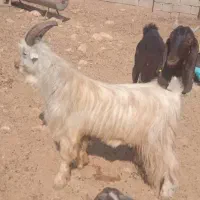 پازن تخمی