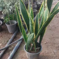 گلهای آپارتمان|گل و گیاه طبیعی|پاکدشت, پاکدشت (مامازند)|دیوار