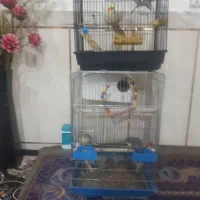 عروس هلندی سخنگو