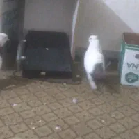 کبوتر دم قهوه ای