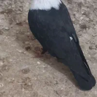 ماده کلاغ کاکلی