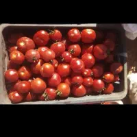 گوجه ربی درجه 1