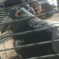 باسلام|پرنده|فردوس (خراسان), |دیوار