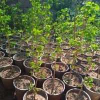 جینگو / ژینکو گلدان 4