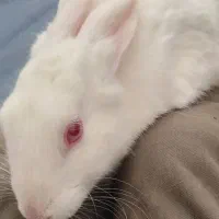 حیوان خانگی خرگوش