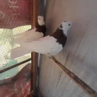 یک جفت کبوتر طوقی سرخ