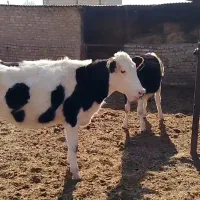 گوساله ماده