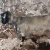 قوچ بزرگ|حیوانات مزرعه|ایذه, |دیوار