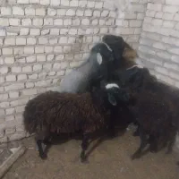 بره