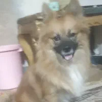 سگ پامر نر|سگ|حمیل, |دیوار