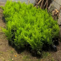 نهال سرو لاوسون