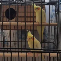 عروس هلندی لوتینو ۳ ماهه