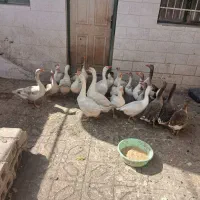 قاز|حیوانات مزرعه|مریوان, |دیوار