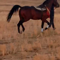 نریان کرد 6ساله نجابت عالی