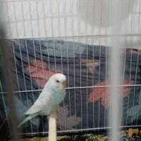 مرغ عشق ماده کاملا دستی و آروم مخصوص بچه های کوچک