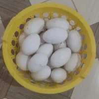 30عددتخم بط تازه