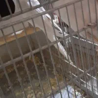 عروس هلنری البینو ماده