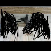 جوجه پلاکی چاپی باخ