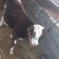 گوساله پروار