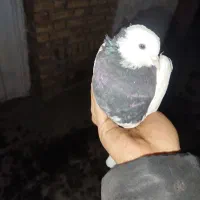 طوقی|پرنده|گلمکان, |دیوار