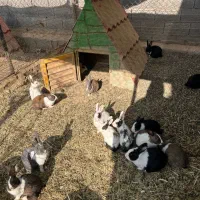 خرگوش فروشی ۸۰ هزار تومان|موش و خرگوش|ساوه, |دیوار