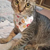 گربه خانگی، نر عقیم شده|گربه|بوشهر, |دیوار