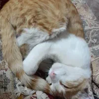 گربه گمشده در مامونیه|گربه|زرندیه, |دیوار