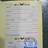 گربه اسکاتیش نر|گربه|اردبیل, |دیوار