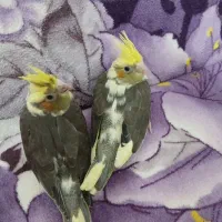 جوجه عروس هلندی|پرنده|رضوانشهر, |دیوار
