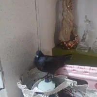 کبوتر|پرنده|گرگان, |دیوار