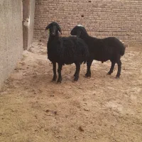 بره قزل|حیوانات مزرعه|بوئین زهرا, |دیوار