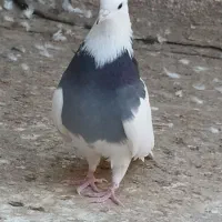 نروماده طوقی مهر