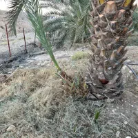 فروش پاجوش خاصویی|گل و گیاه طبیعی|بستک, |دیوار