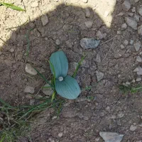 والک تمیز خشک شده