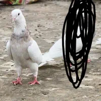 کبوتر|پرنده|شاهین دژ, |دیوار