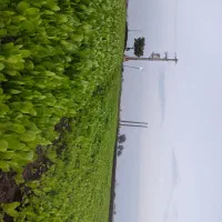 نهال کاهوسفیدروغنی