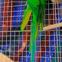 فروش طوطی ملنگو