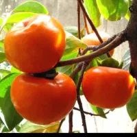 زمین باغی محوطه سازی شده پر از میوه و درخت|فروش زمین و ملک کلنگی|رشت, حومه رشت|دیوار
