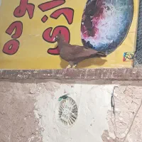 سرخ کاکلی بینظیر|پرنده|اقبالیه, |دیوار